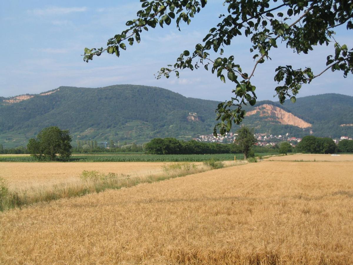 Neu Heidelberg - Guesthouse & Apartments Екстер'єр фото
